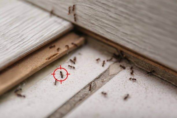 Insect Control in Moss Point, MS