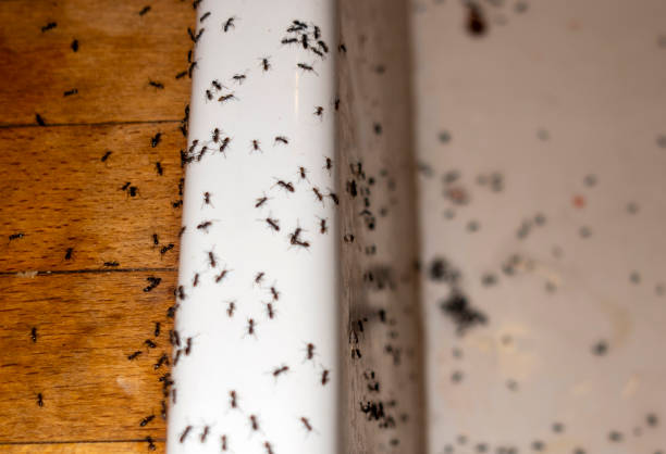 Best Bird Control  in Moss Point, MS