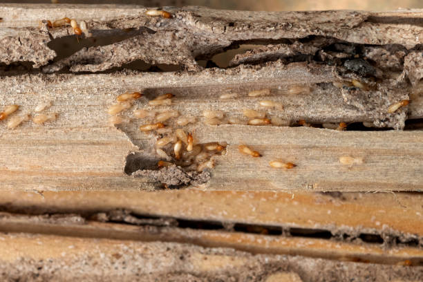 Best Affordable Pest Control Services  in Moss Point, MS